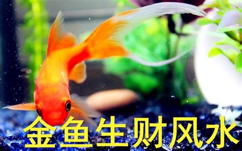 金魚擋煞|【金魚顏色風水】你知道養金魚的風水忌諱嗎？揭秘金魚顏色風水。